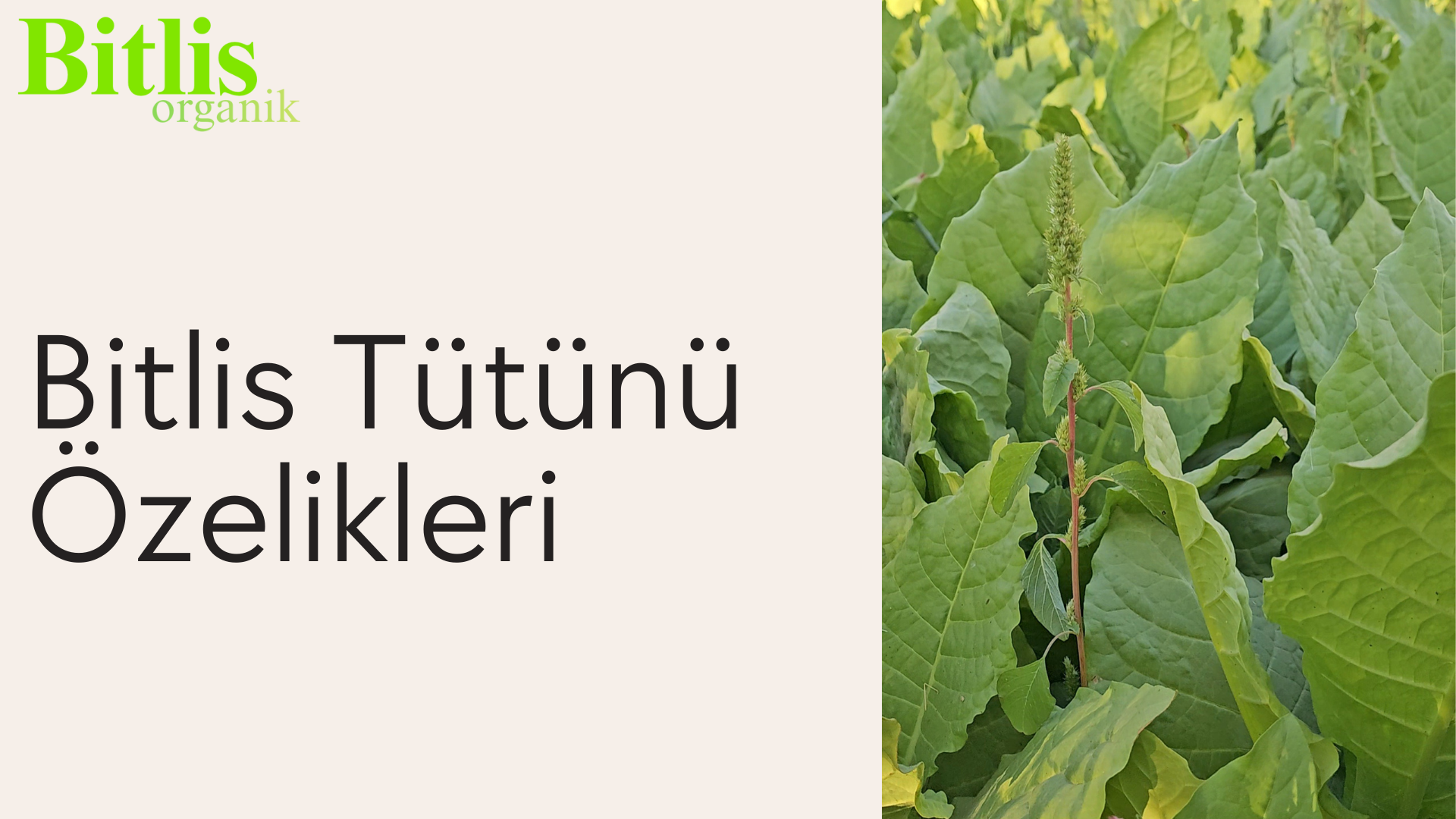 Bitlis Tütün Özeliği