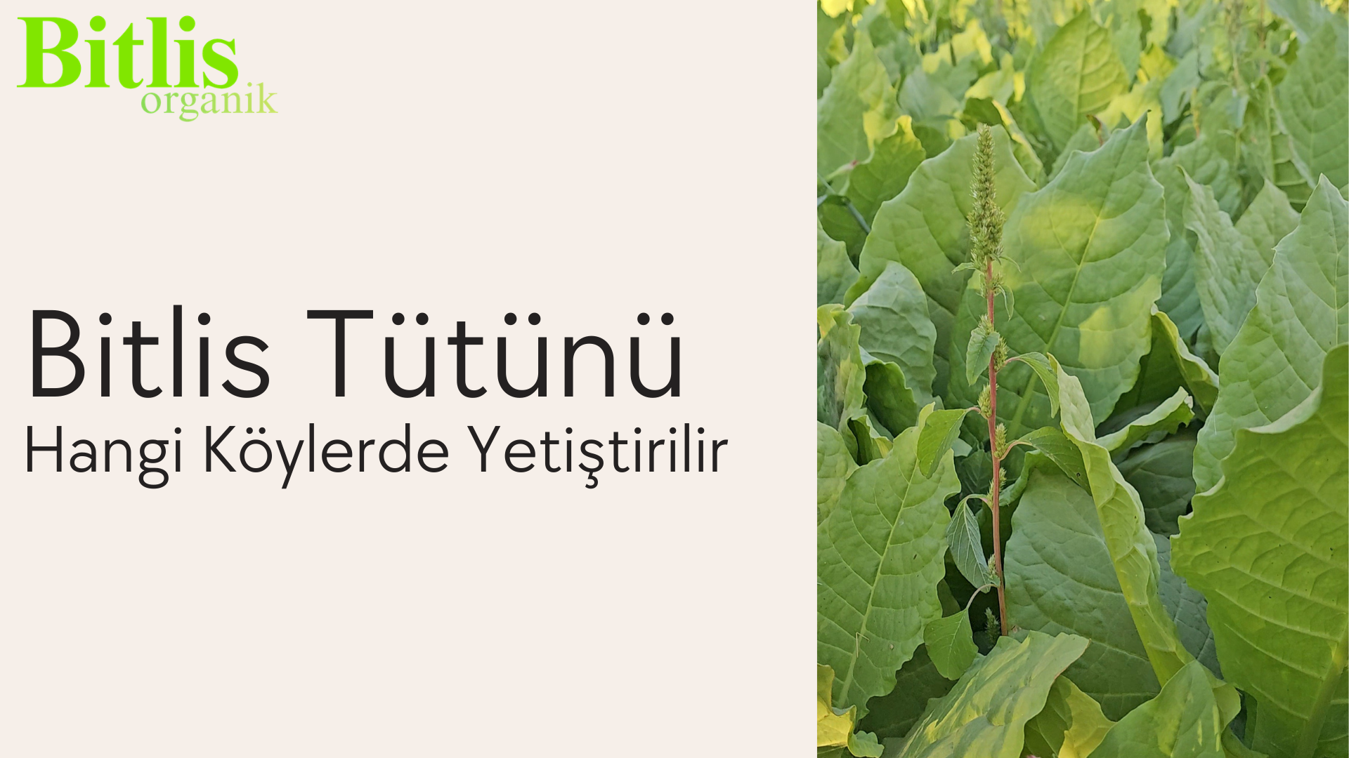 Bitlis Tütününün yetiştiği coğrafya